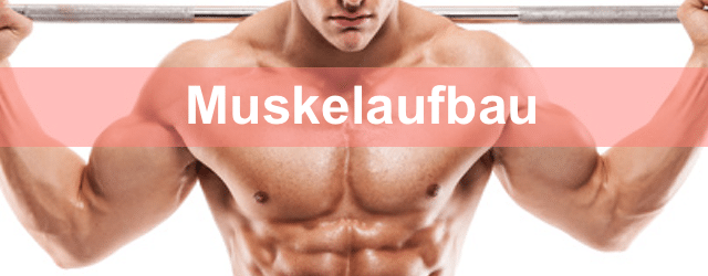 Muskelaufbau Muskeltipps