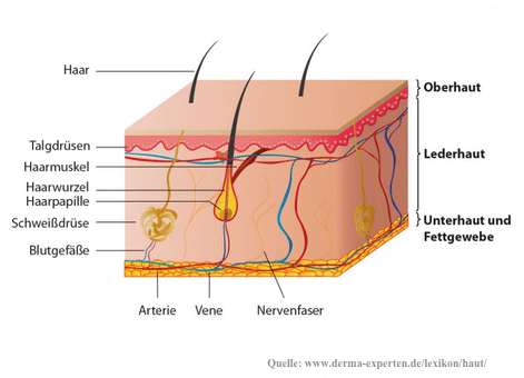 hautalterung hautschicht